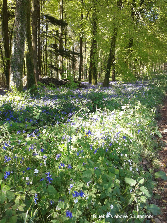 bluebells